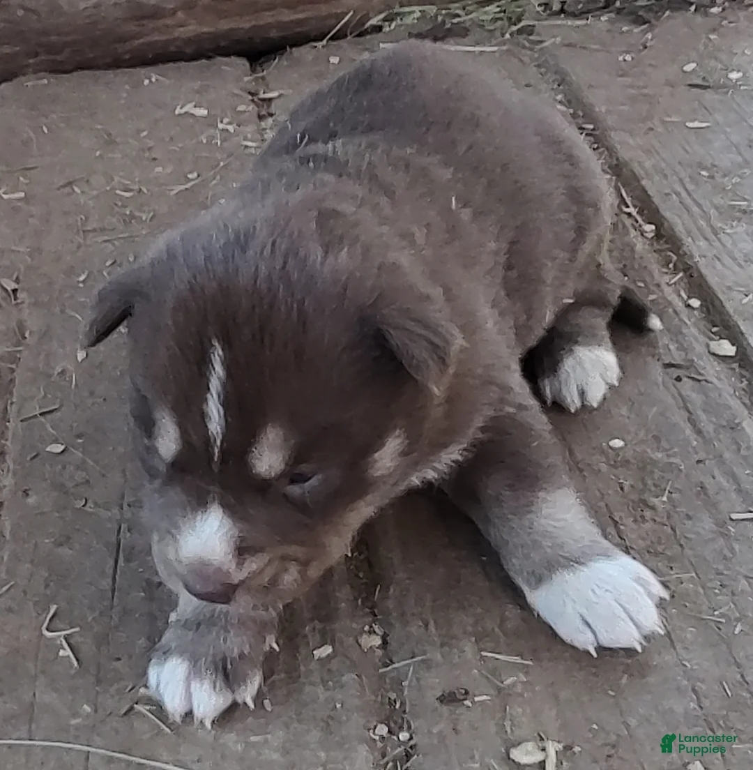 Siberian Husky dogs for sale: Siberian Husky Puppy 3 - Ad 14