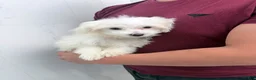 Maltese dogs for sale: Maltese 3 - Ad 3