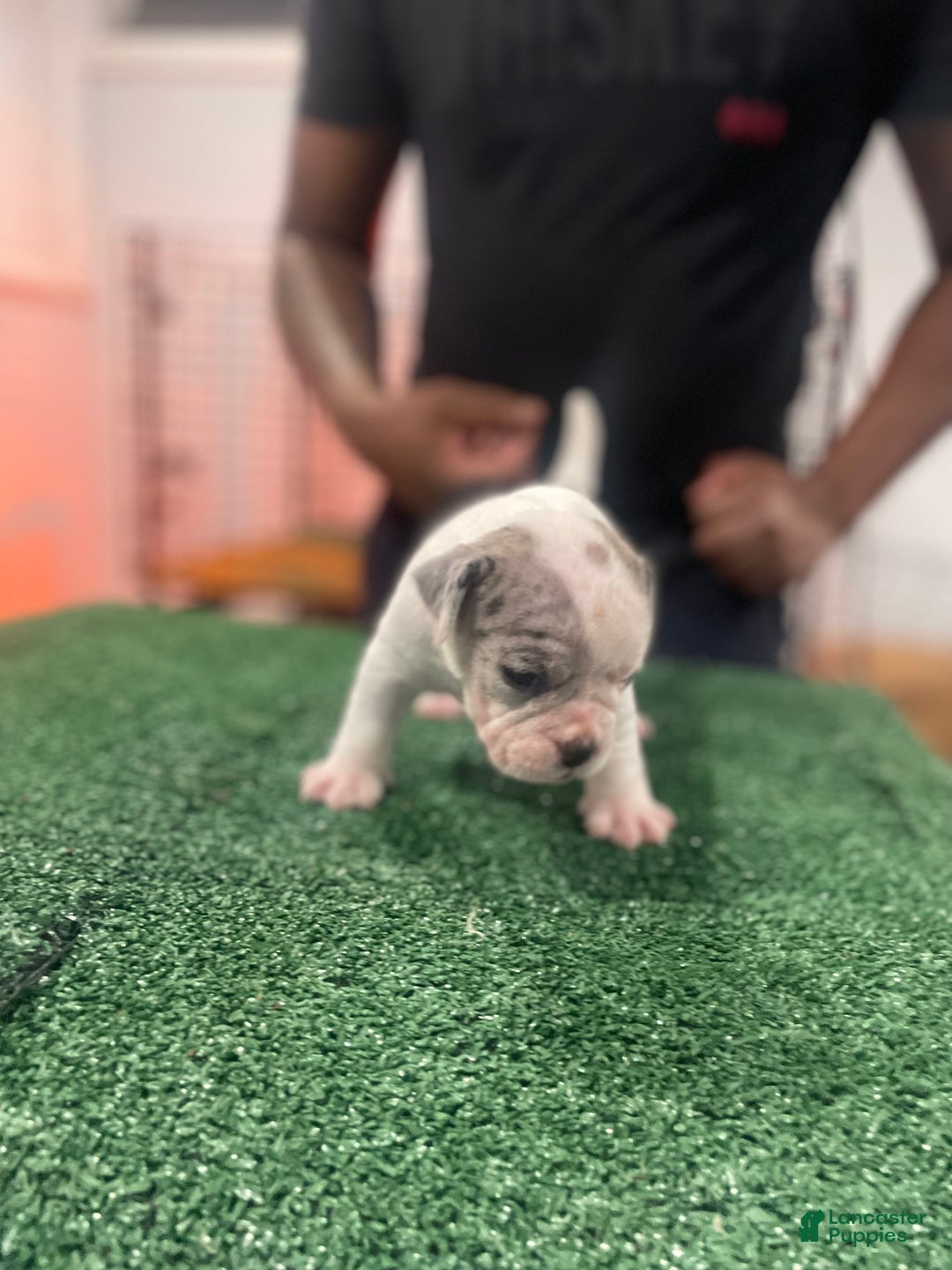 American Bully dogs for sale: American Bully Puppy 2 - Ad 4