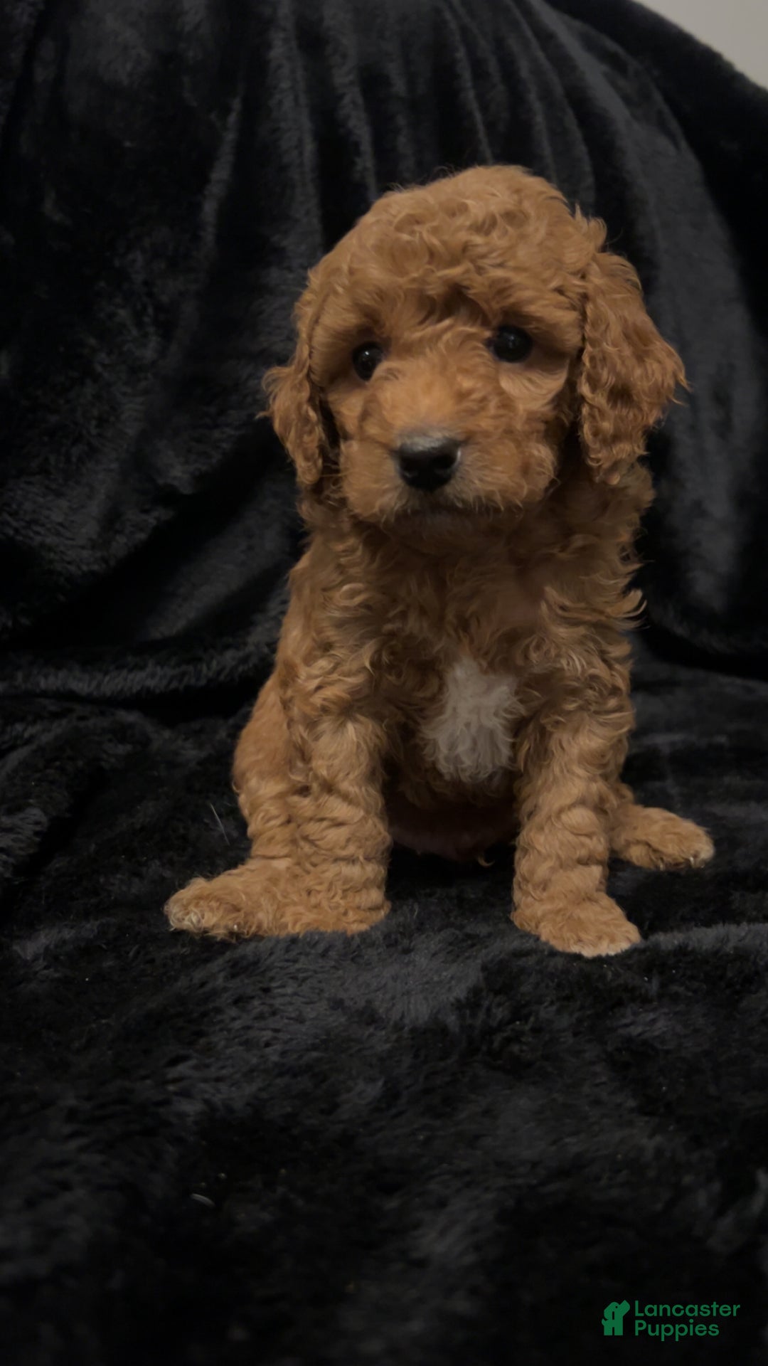 Mini Goldendoodle dogs for sale: Mr Waffles - Ad 2