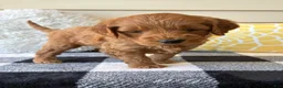 Mini Goldendoodle dogs for sale: Mini Goldendoodle “Ollie” - Ad 7