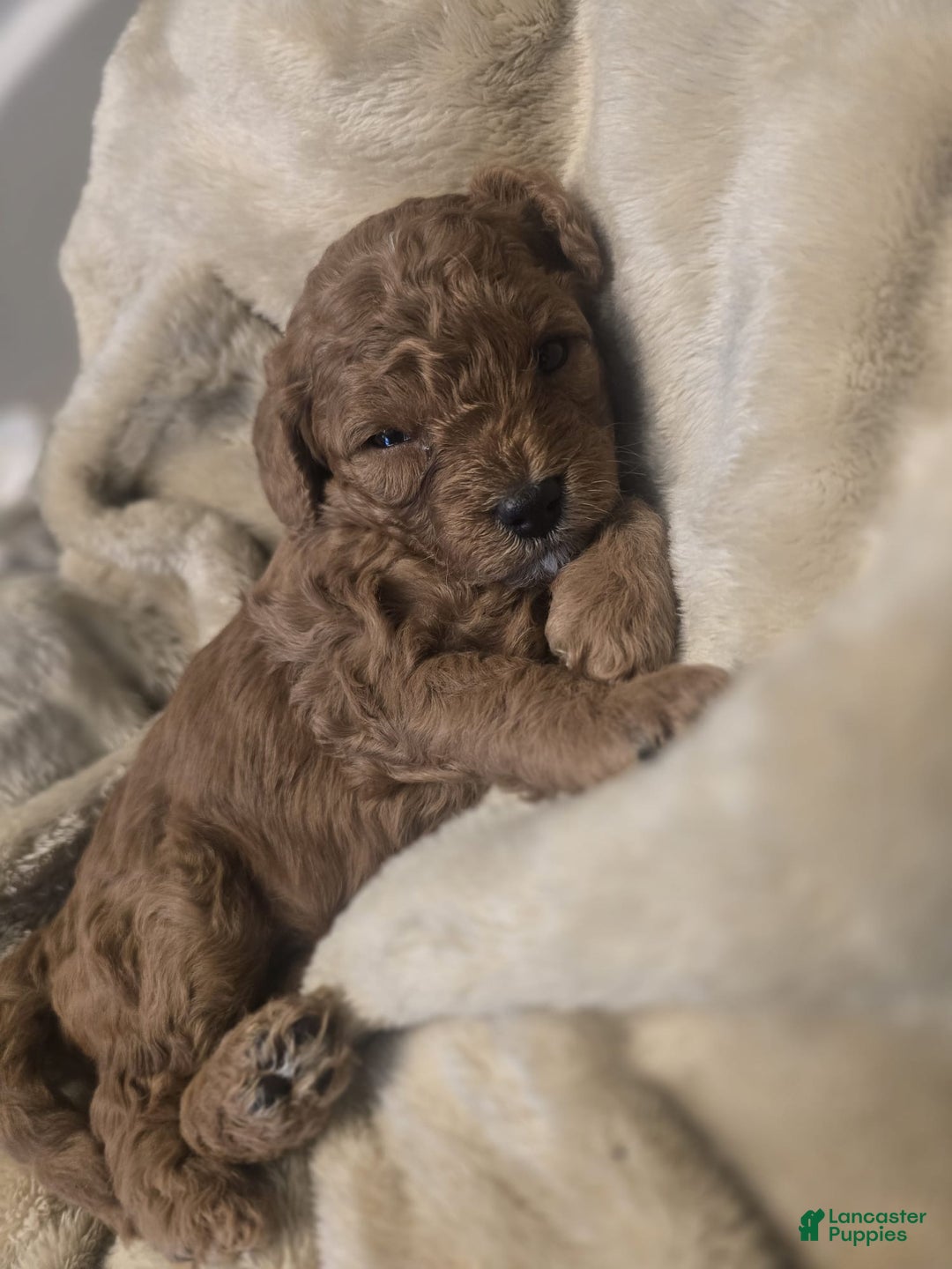 Cavapoo dogs for sale: Sky - Ad 1