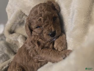 Cavapoo dogs Sky - Ad 17