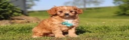 Cavapoo dogs for sale: Percy - Ad 1