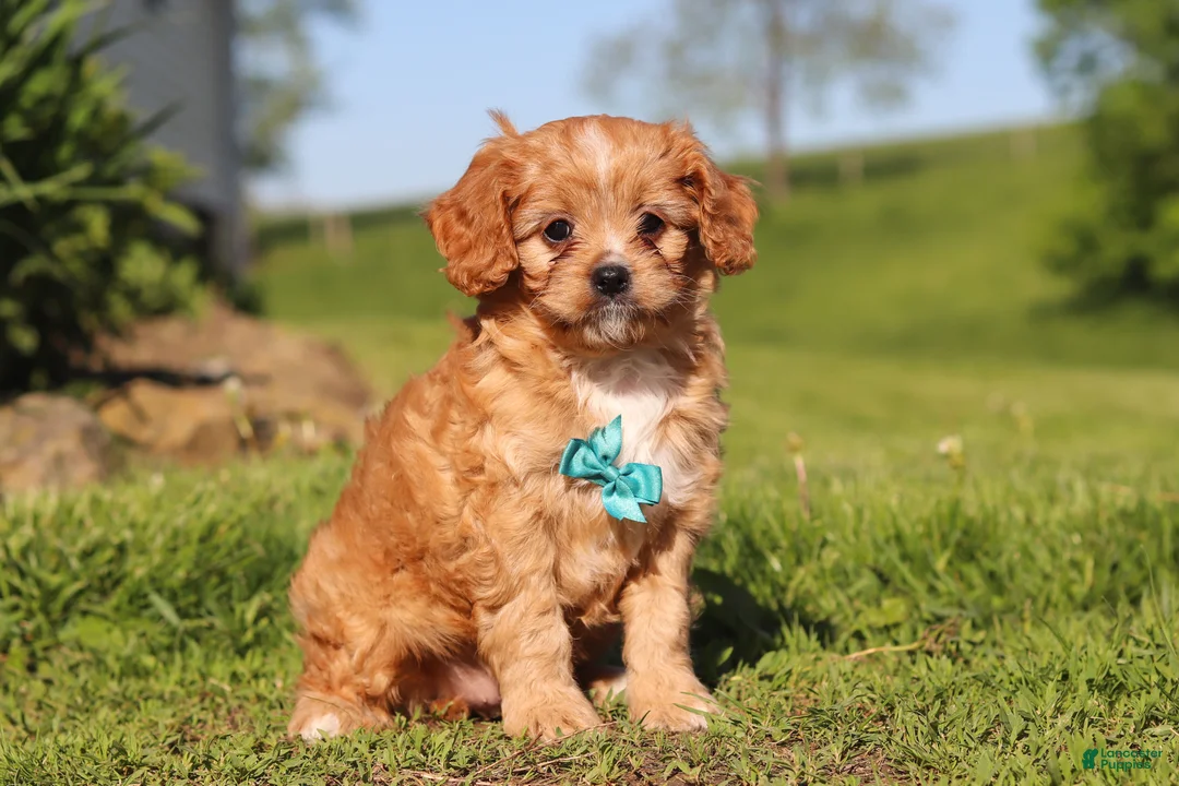Cavapoo dogs for sale: Percy - Ad 1