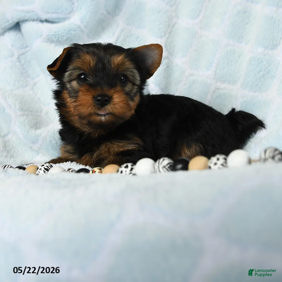 Yorkshire Terrier dogs for sale: Dancer - Ad 2