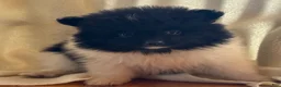 Pomeranian dogs for sale: Kyana - Ad 4