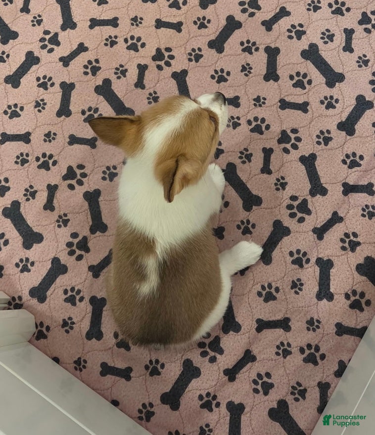 Mixed Breed dogs Female 1 - Ad 8