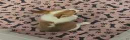 Mixed Breed dogs for sale: Female 1 - Ad 1