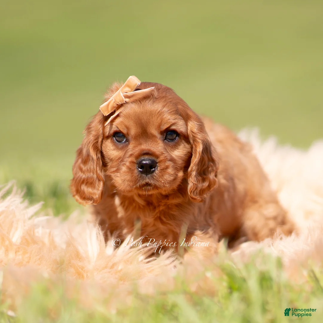 Cavalier King Charles Spaniel dogs for sale: Muphy KAC - Ad 2