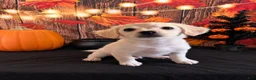 Chipoo dogs for sale: Chipoo 2 - Ad 4