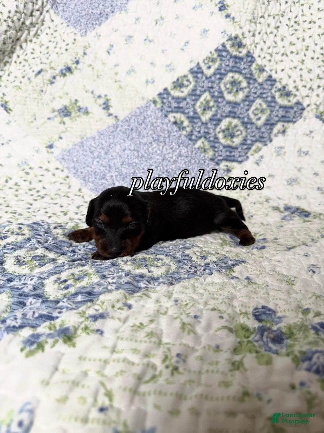 Dachshund dogs for sale:  AKC Black & Tan Long Haired Female Dachshund ALL Clear - Ad 2