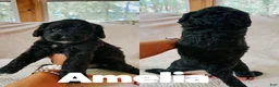 Goldendoodle dogs for sale: Amelia  - Ad 2