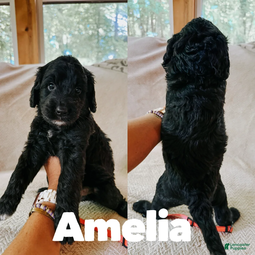 Goldendoodle dogs for sale: Amelia  - Ad 2