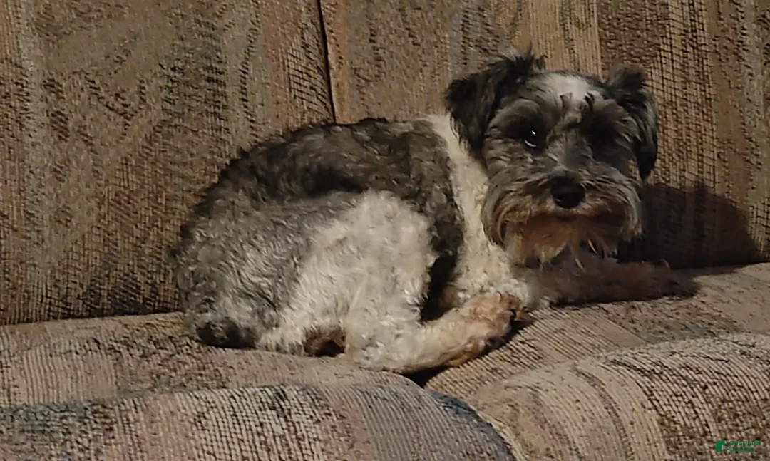 Miniature Schnauzer dogs for sale: Miniature Schnauzer Boy 1 - Ad 9