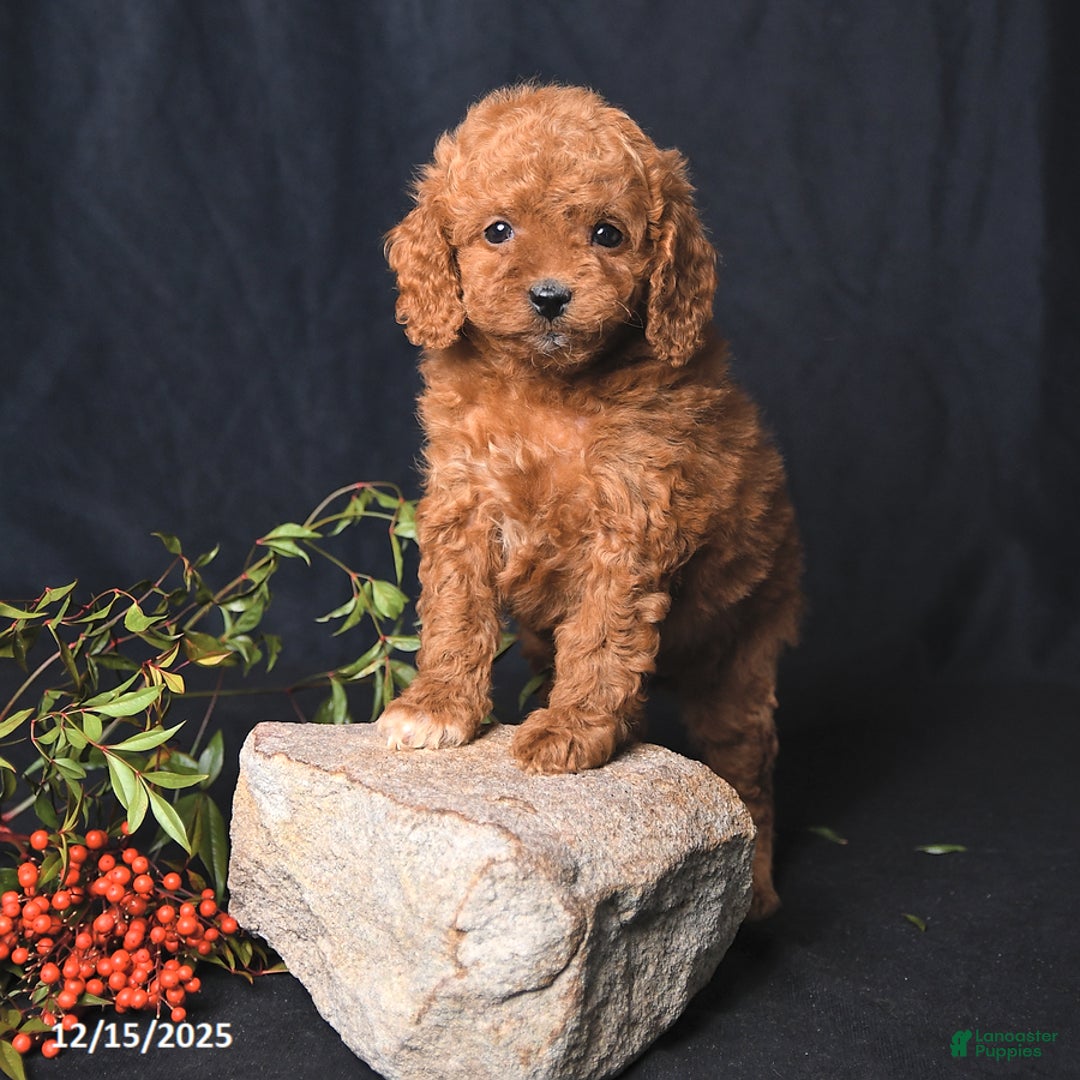 Miniature Poodle dogs for sale: Iris - Ad 1