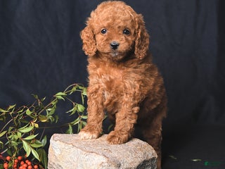 Miniature Poodle dogs Iris - Ad 5