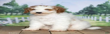 Daisy