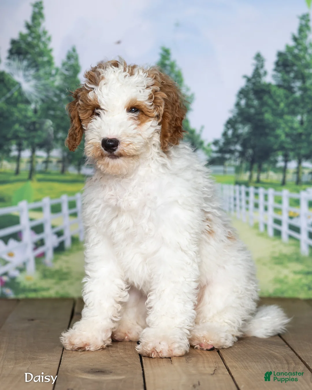 Mini Goldendoodle dogs for sale: Daisy - Ad 1