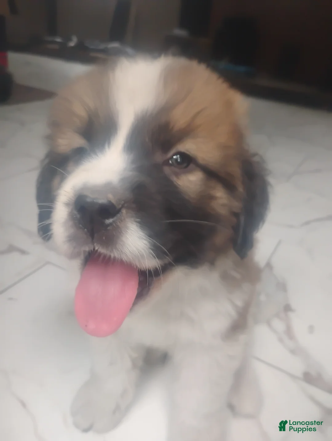 Saint Bernard dogs for sale: Saint Bernard Puppy 2 - Ad 2