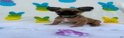 French Bulldog dogs for sale: Fawn girl  - Ad 10