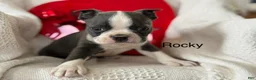 Boston Terrier dogs for sale: Rocky - Ad 1