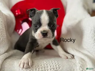 Boston Terrier dogs Rocky - Ad 7