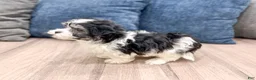 Havanese dogs for sale: Abby - Ad 4