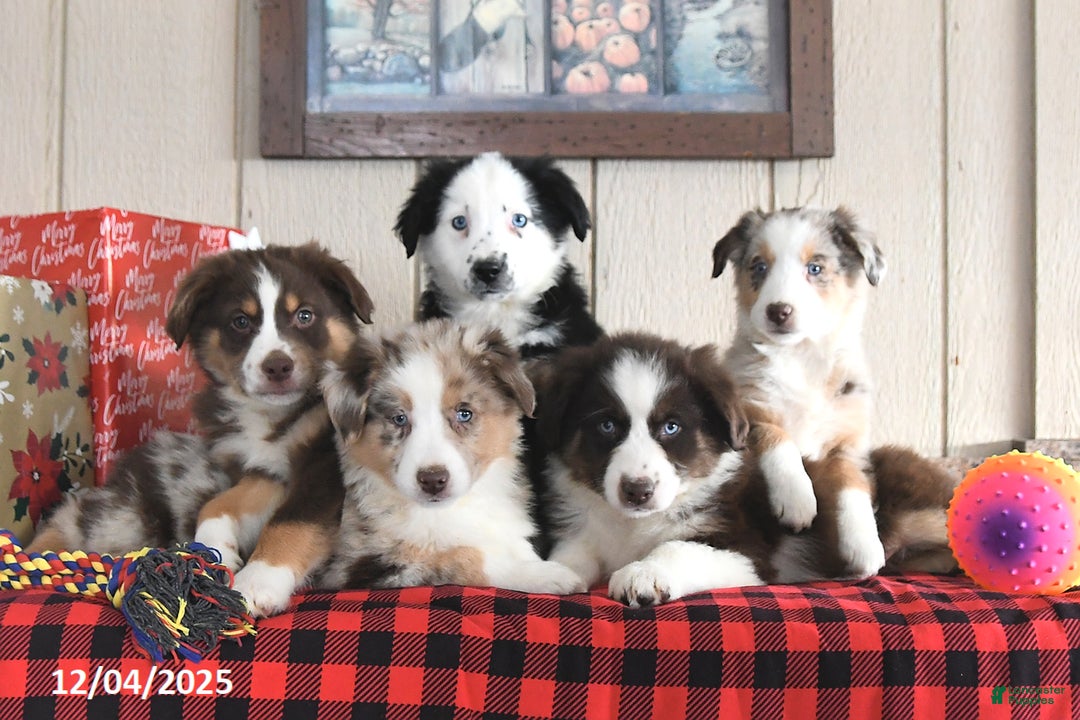 Australian Shepherd dogs for sale: Amber - Ad 5