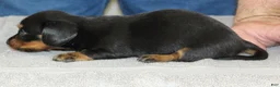 Miniature Dachshund dogs for sale: Moira - Ad 3