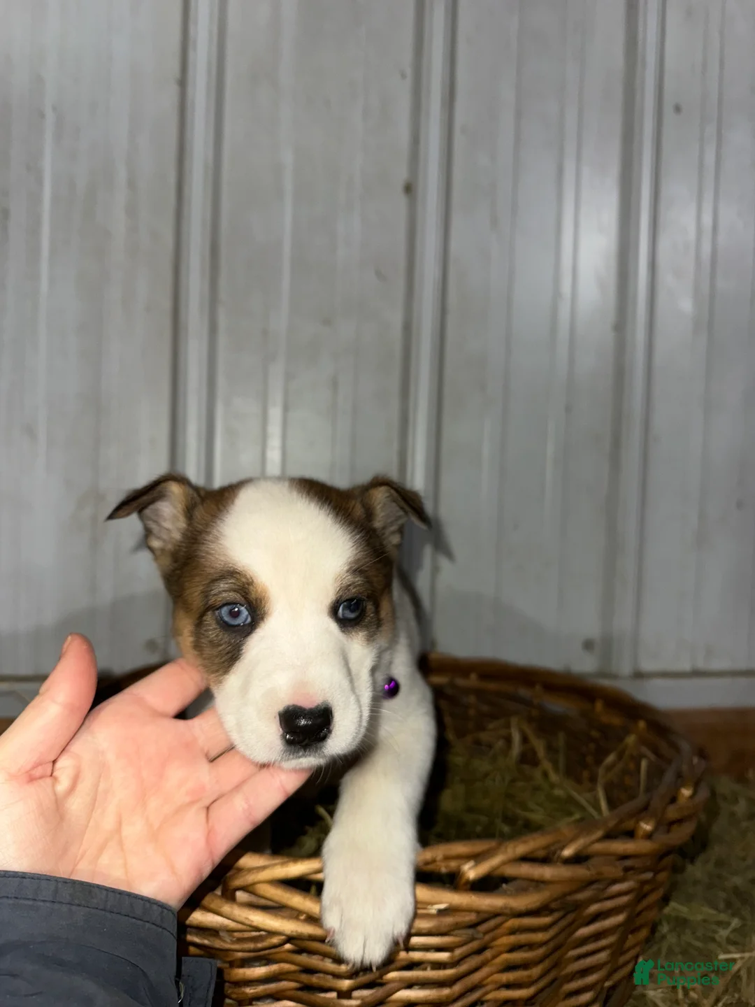 Mixed Breed dogs for sale: Whitey - Ad 5