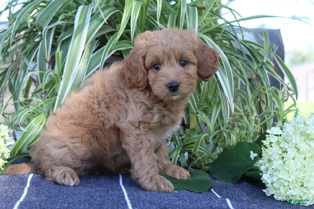 Mini Goldendoodle dogs for sale: Flurry - Ad 2