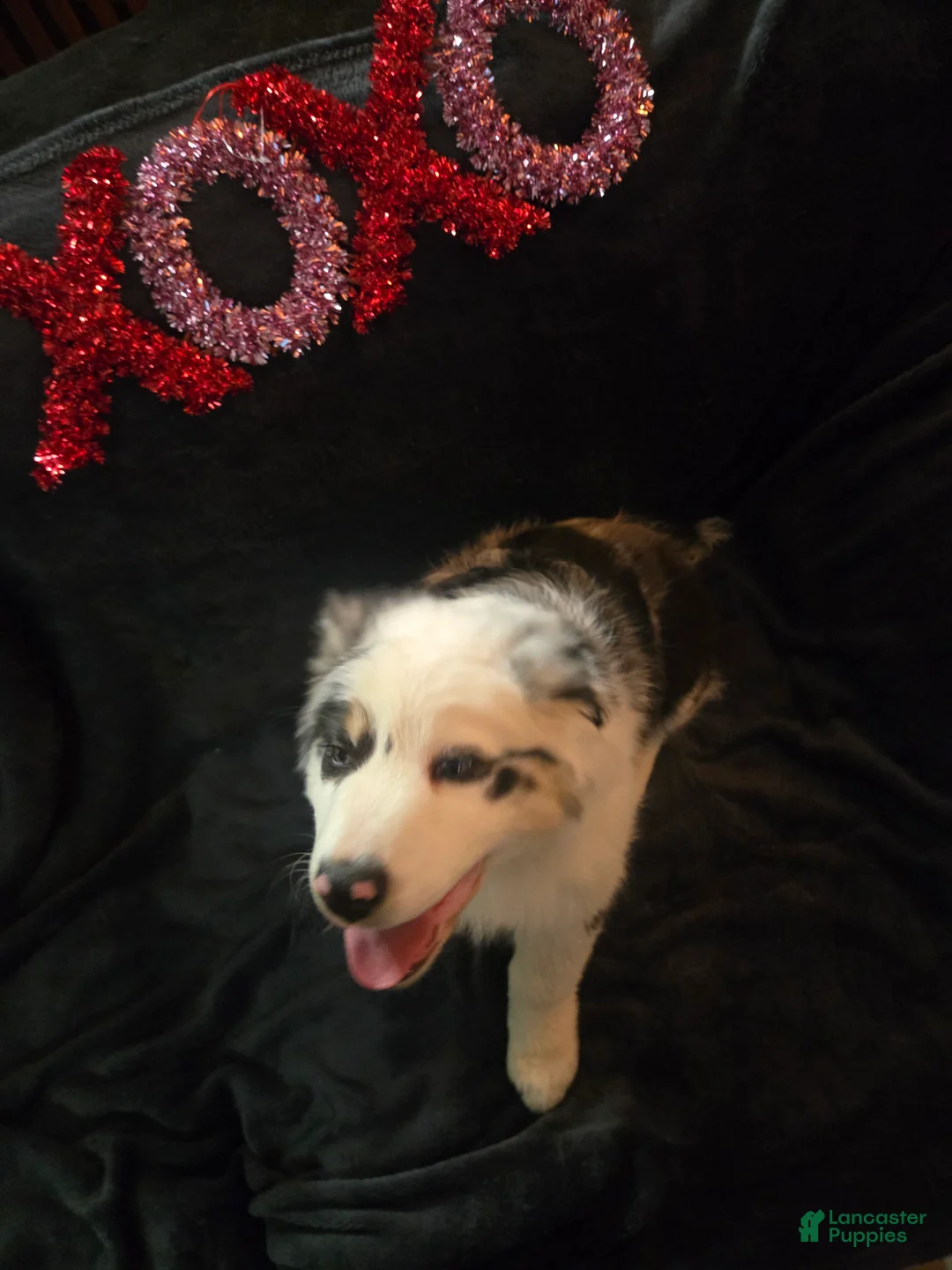 Australian Shepherd dogs for sale: Bluey - Australian Shepherd Puppy 2 - Ad 3