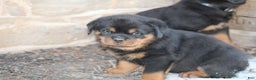 Rottweiler dogs for sale: Harper - Ad 4