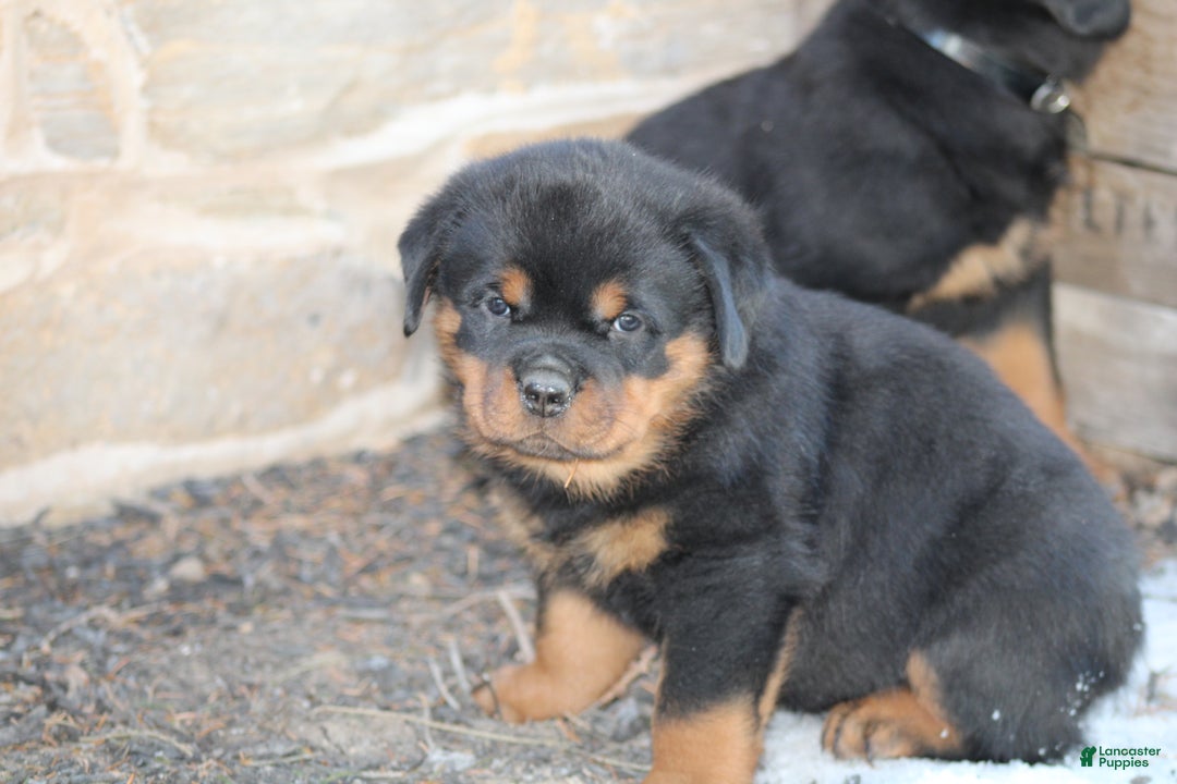 Rottweiler dogs for sale: Harper - Ad 4
