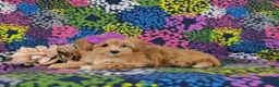 Maltipoo dogs for sale: Serenity 7 lbs Full Grown - Ad 4
