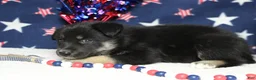 Mixed Breed dogs for sale: Bergamont  - Ad 6