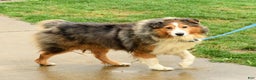 Australian Shepherd dogs for sale: Bella - Ad 7