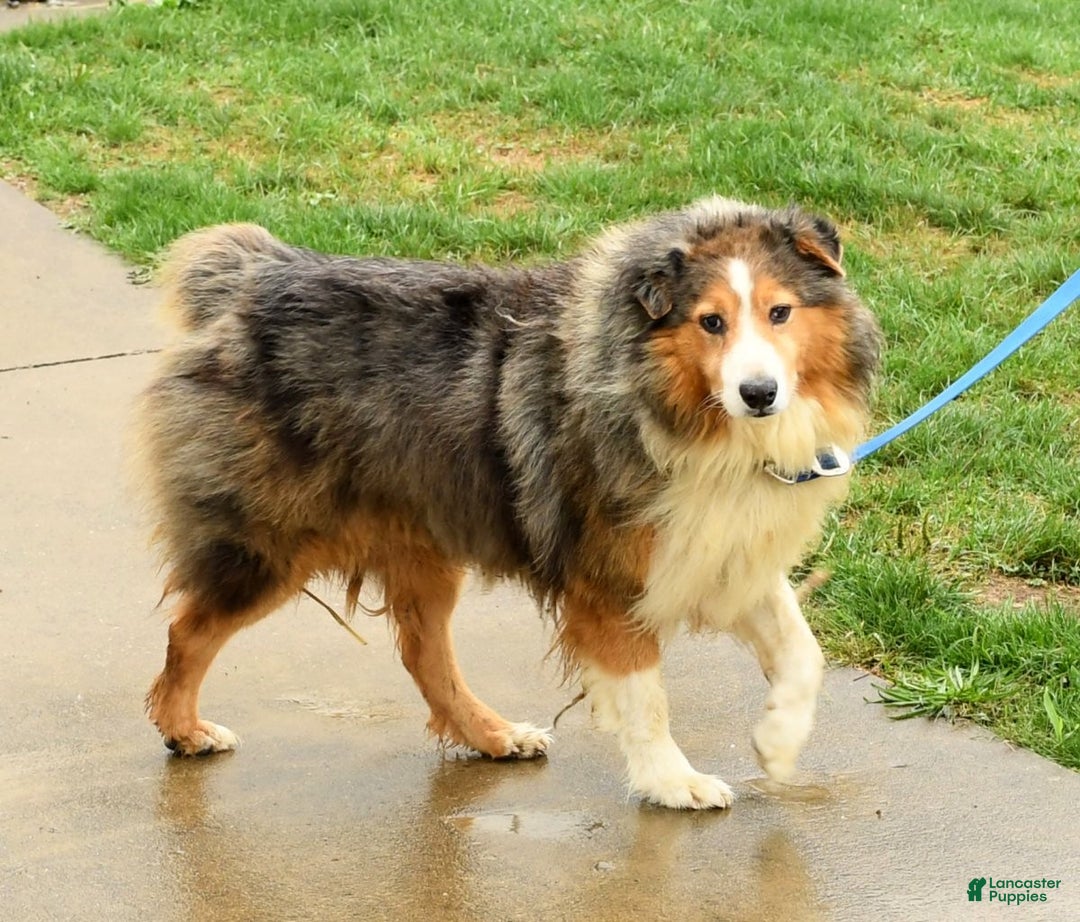 Australian Shepherd dogs for sale: Bella - Ad 7