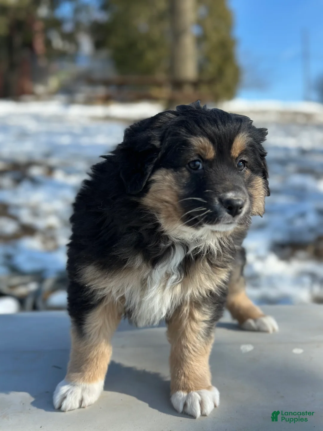 Australian Shepherd dogs for sale: Nora - Ad 3