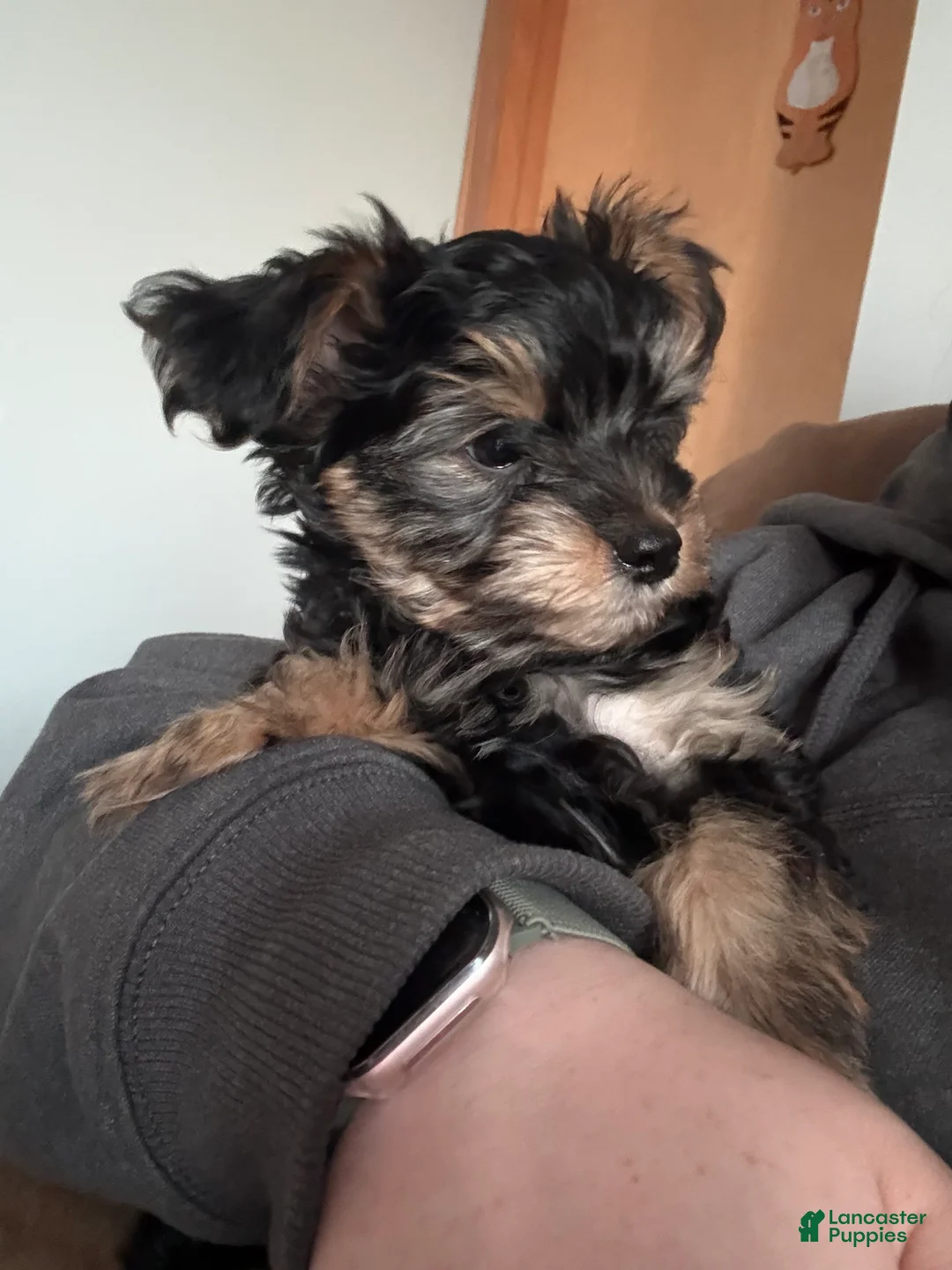 Yorkiepoo dogs for sale: TEDDIE - Ad 1