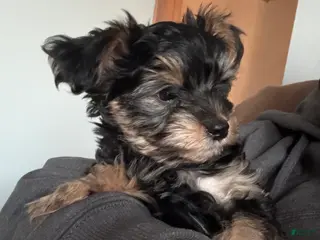 Yorkiepoo dogs TEDDIE - Ad 27