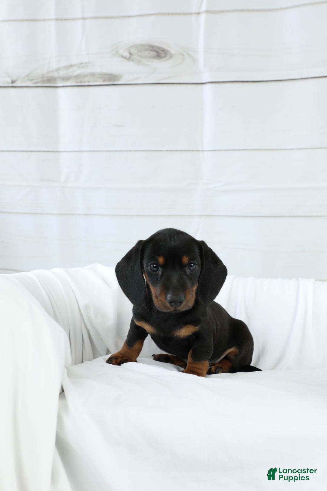 Miniature Dachshund dogs for sale: Bennett - Ad 4
