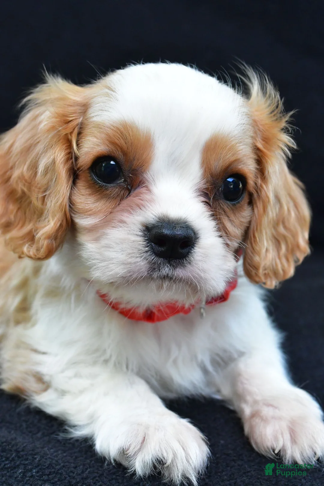 Cavalier King Charles Spaniel dogs for sale: Kobe - Ad 2