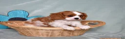 Cavalier King Charles Spaniel dogs for sale: Winston - Ad 8