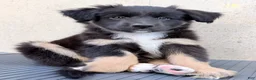 Australian Shepherd dogs for sale: Maggie - Ad 5