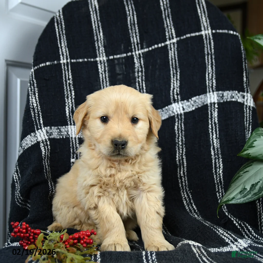 Golden Retriever dogs for sale: Pancake - Ad 3