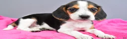 Beagle dogs for sale: Dixie - Ad 1