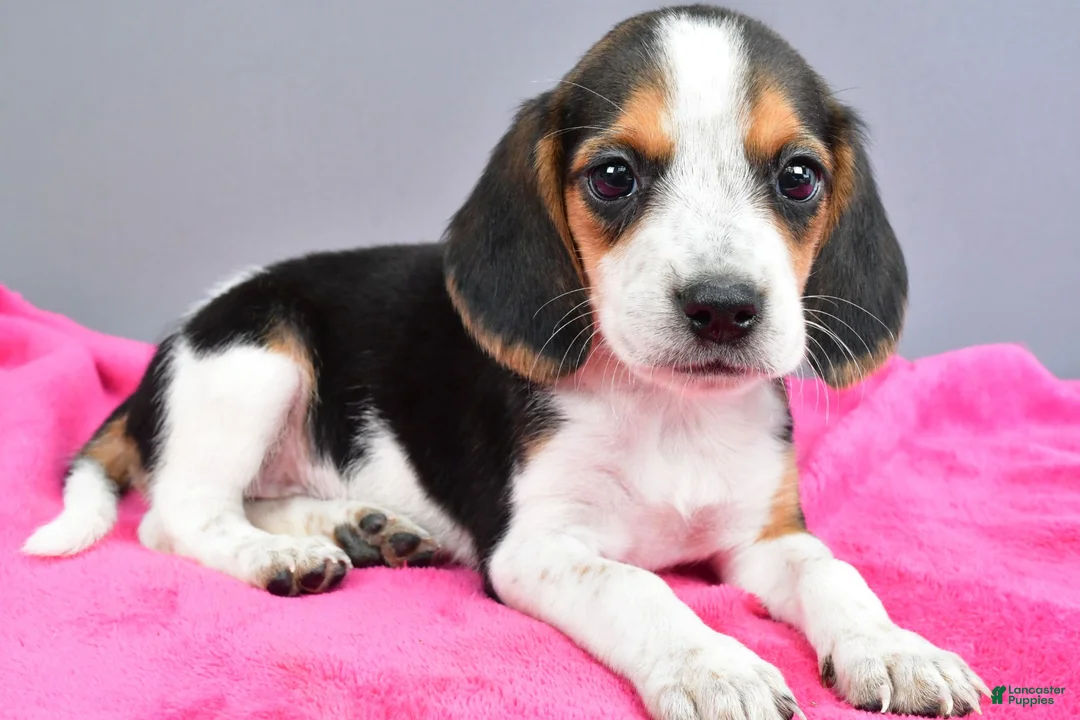 Beagle dogs for sale: Dixie - Ad 1