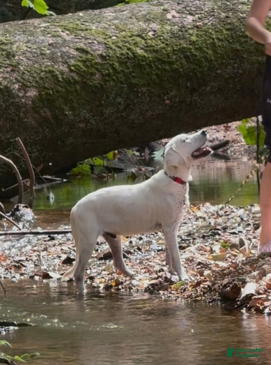 Labrador Retriever dogs for sale: Labrador Retriever Jack - Ad 3